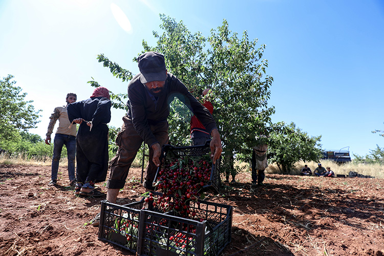 bombalarin-altinda-kiraz-hasadi.jpg