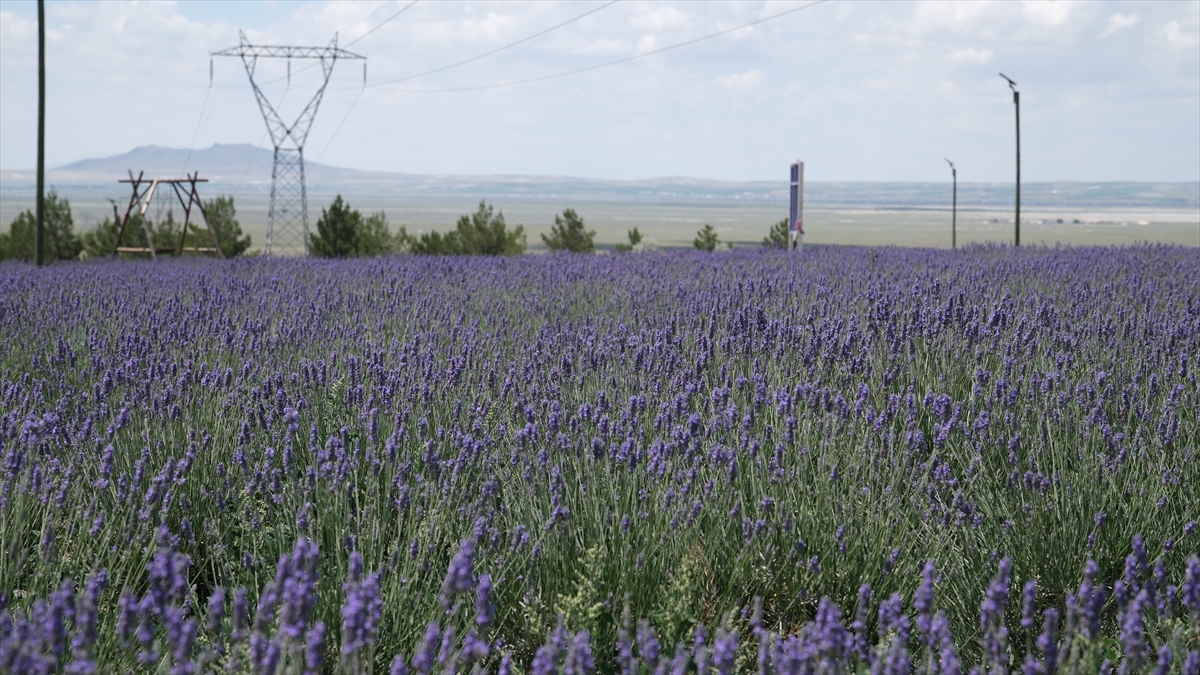 konyanin-gol-manzarali-lavanta-bahcesi-geliri-200-ogrenciye-burs-olacak-007.jpg