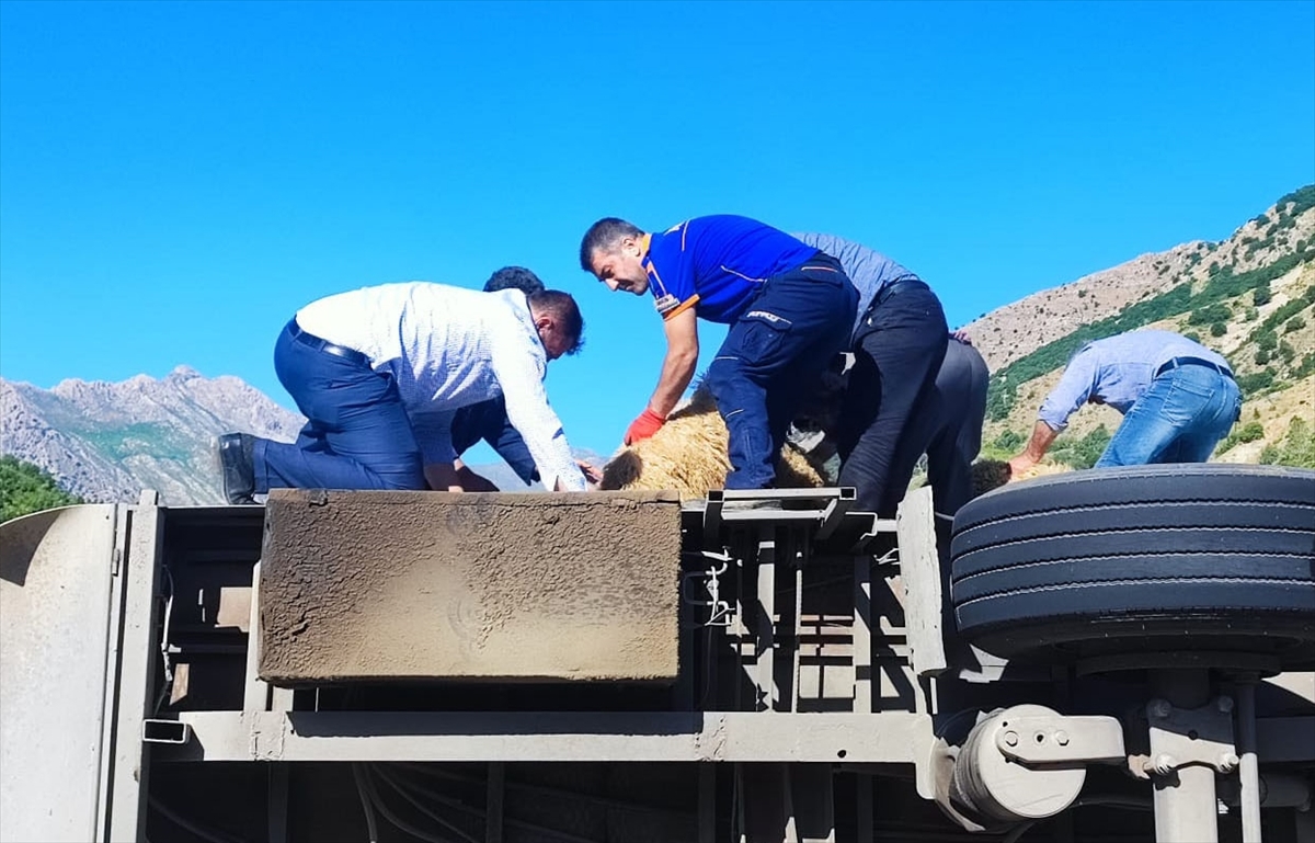 kurbanlik-tasiyan-tir-devrildi-1-olu-150-koyun-telef-oldu-002.jpg
