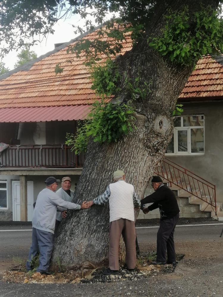 konyadaki-bu-agac-tarih-kokuyor-001.jpg