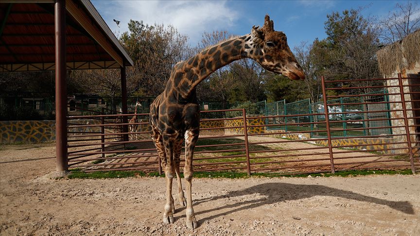 konyanin-ilk-ve-tek-hayvanat-bahcesine-zurafa-getirildi.jpg
