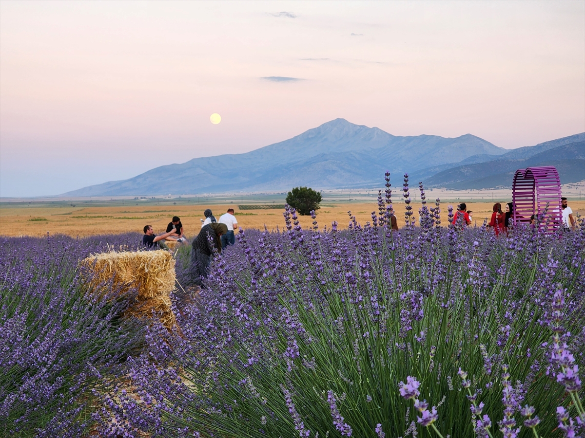 konya-guneysinir-lavanta-bahcesi-ziyarete-aciliyor-001.jpg