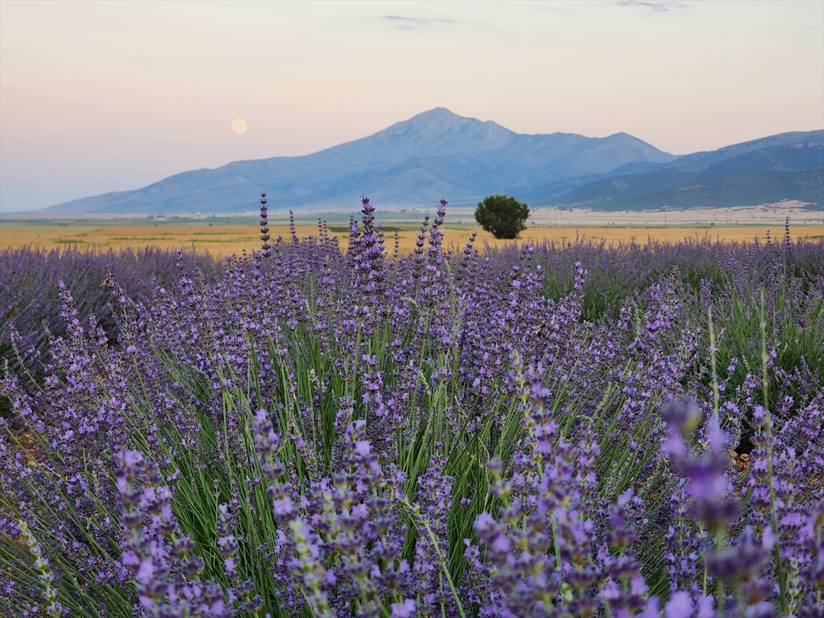 konya-guneysinir-lavanta-bahcesi-ziyarete-aciliyor.jpg