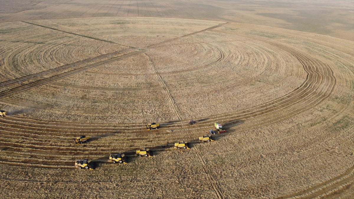 konyada-devasa-dairesel-tarlalarda-hasat-basladi-rekora-kosuyor-002.jpg