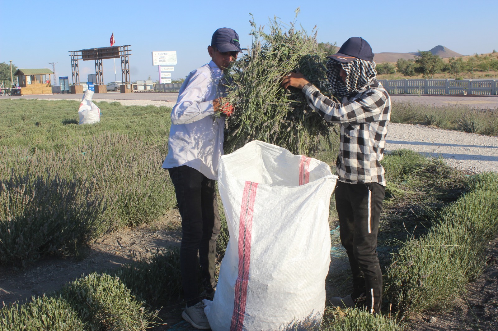 konyanin-gol-manzarali-lavanta-bahcesinde-hasat-basladi-001.jpg