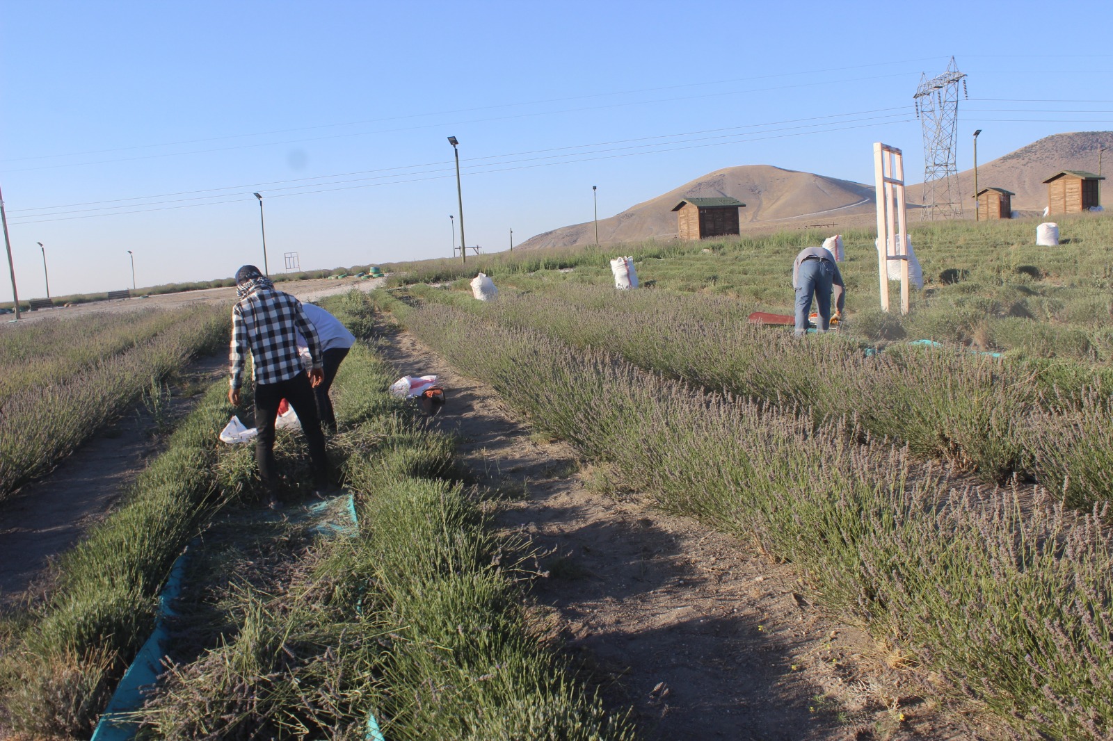 konyanin-gol-manzarali-lavanta-bahcesinde-hasat-basladi-002.jpg