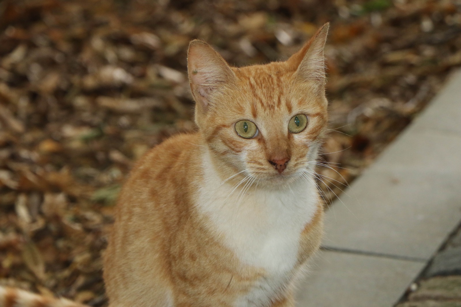 tayland-televizyonu-turkiyede-kedi-kasabasi-belgeseli-cekiyor-001.jpg