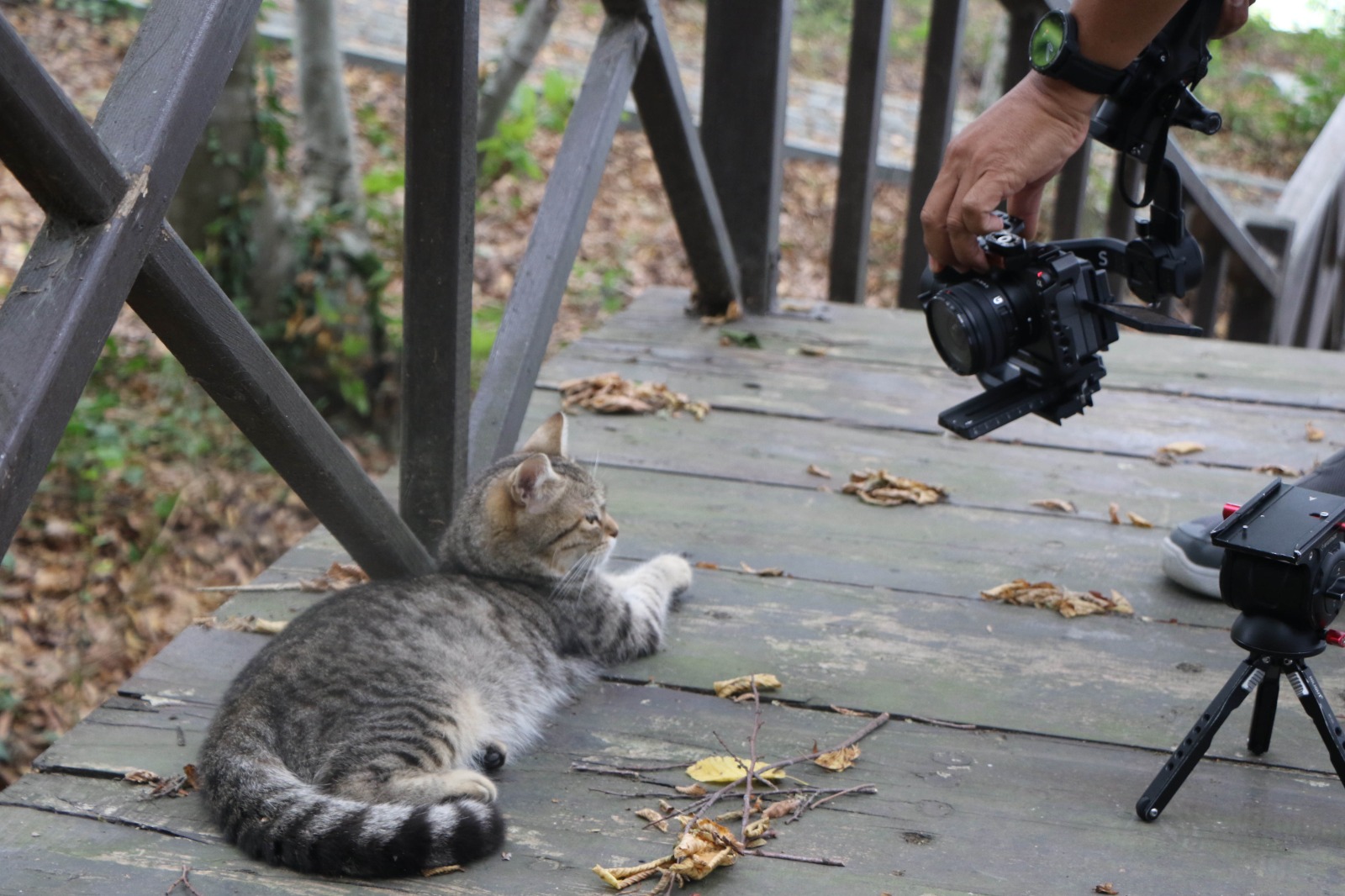 tayland-televizyonu-turkiyede-kedi-kasabasi-belgeseli-cekiyor-004.jpg