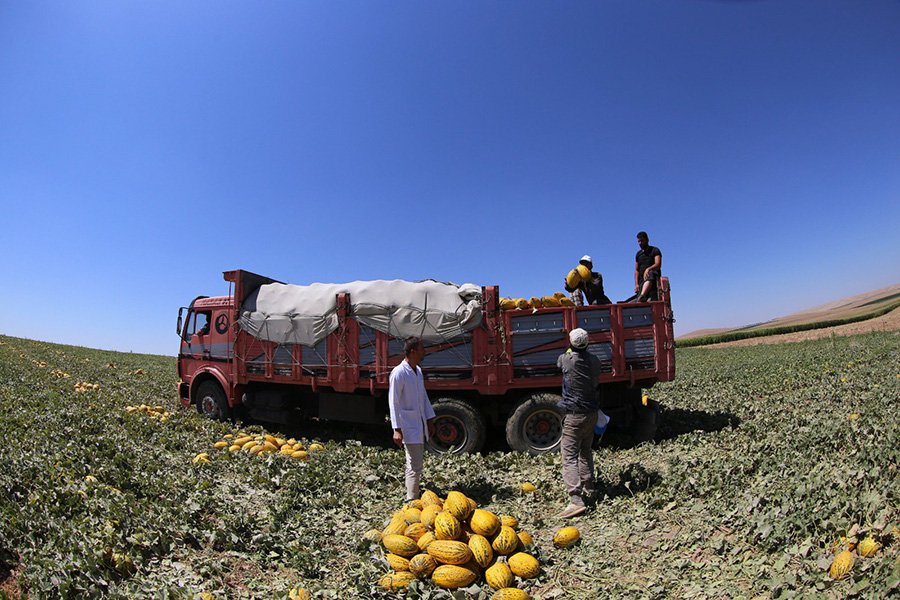 konya-kavun-uretiminde-turkiyede-kacinci-sirada.jpg