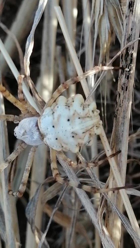 bir-ilimizde-dunyanin-en-zehirli-orumcegi-goruldu-argiope-lobata.jpg