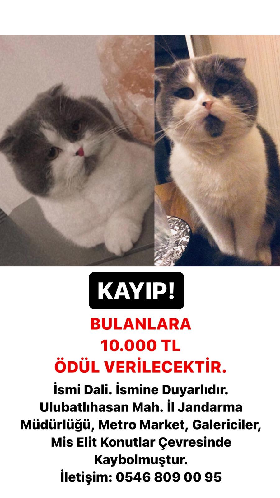 konyada-dali-isimli-kediyi-bulana-10-bin-tl-odul-002.jpg