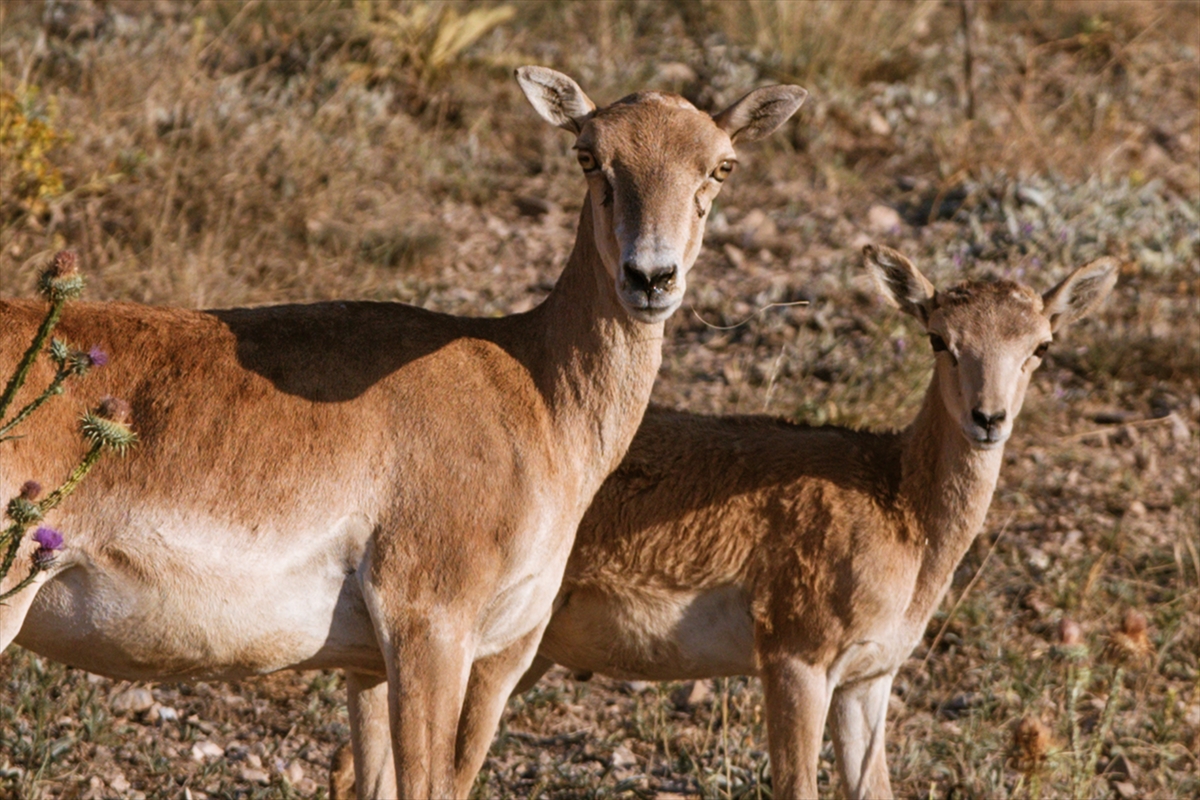konya-dahil-11-ilde-yaban-hayvanlari-bu-merkezlerde-korunuyor.jpg