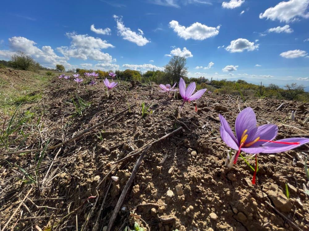 kilosu-250-bin-lira-olan-safranlar-cicek-acmaya-basladi-002.jpg