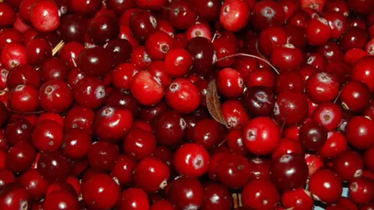 kizilcik-meyvesinin-faydalari-ortaya-cikti.webp