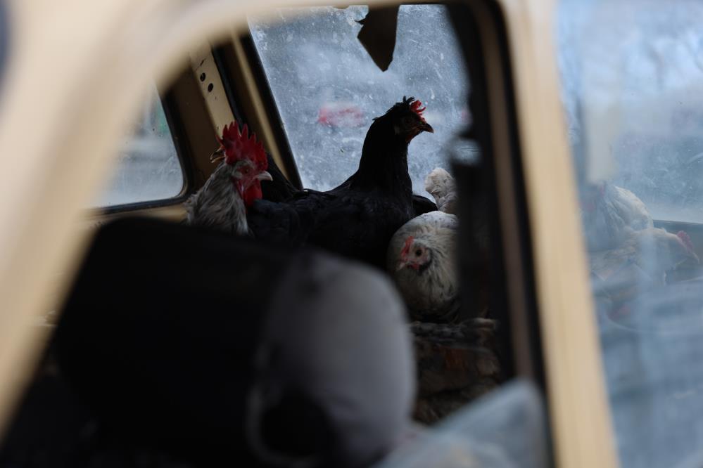 konyali-yumurtaci-tavuklarini-otomobiliyle-gezdiriyor.jpg