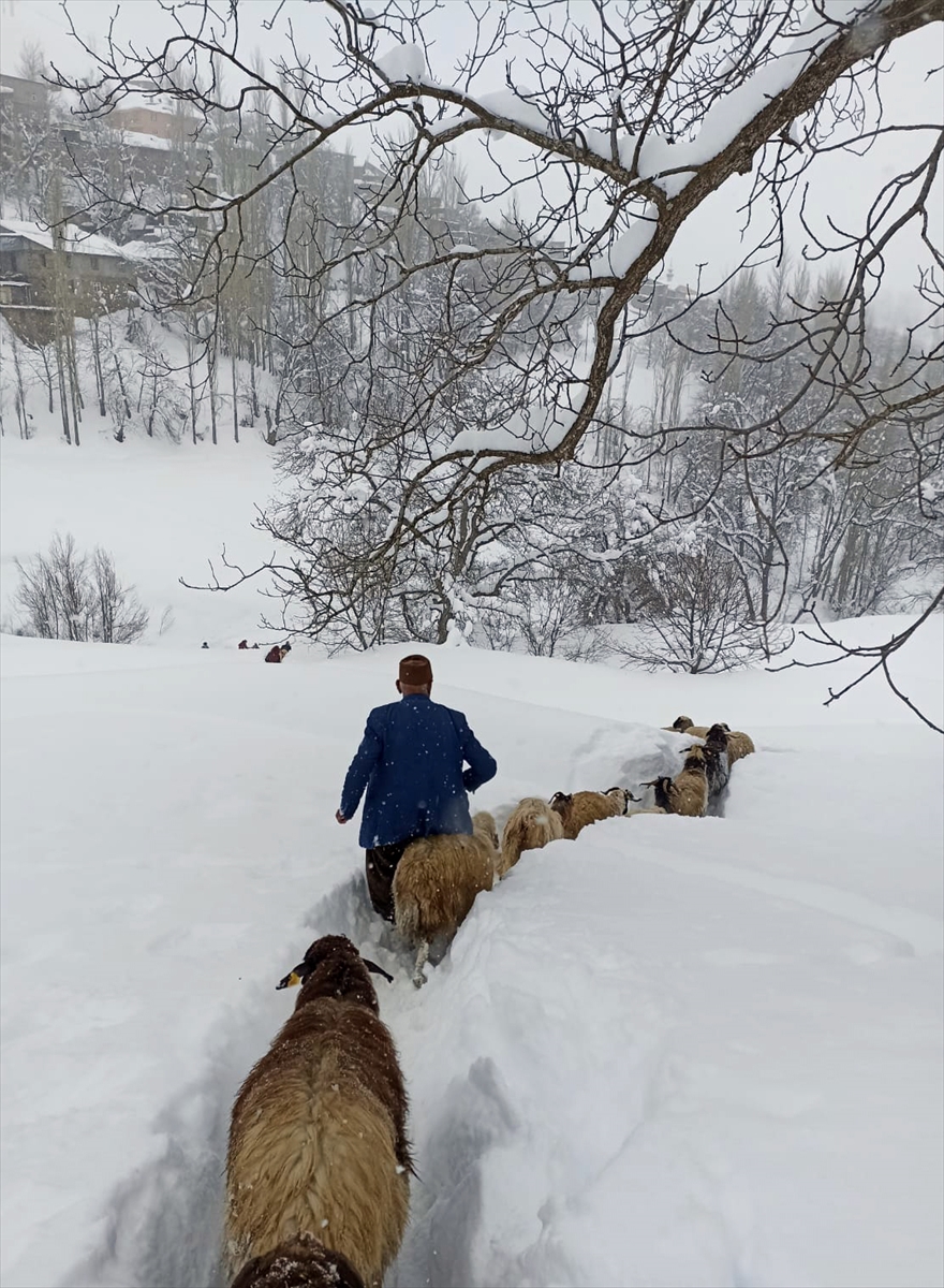 koyunlarin-1-metre-kar-ustunde-zorlu-yolculugu.jpg