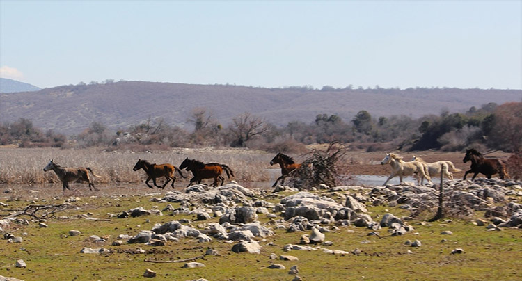 konyada-doga-tutkunlarini-bulusturan-mekan-cok-sayida-yaban-ati-yasiyor-002.jpg