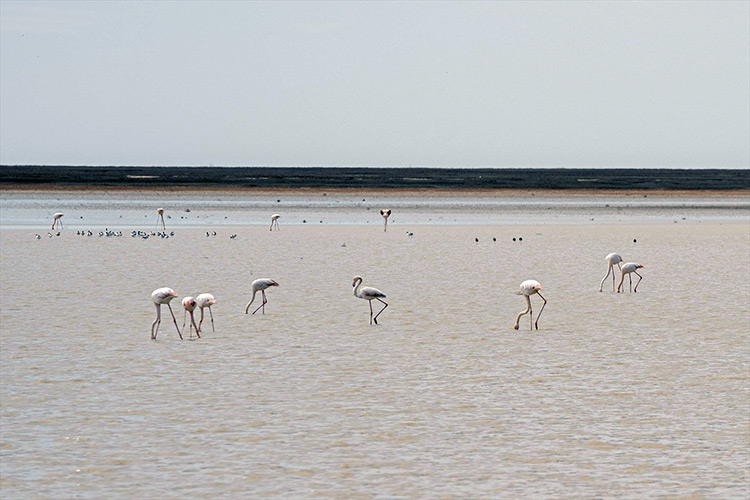 flamingo-cenneti-misafirlerini-agirlaya-basladi-003.jpg