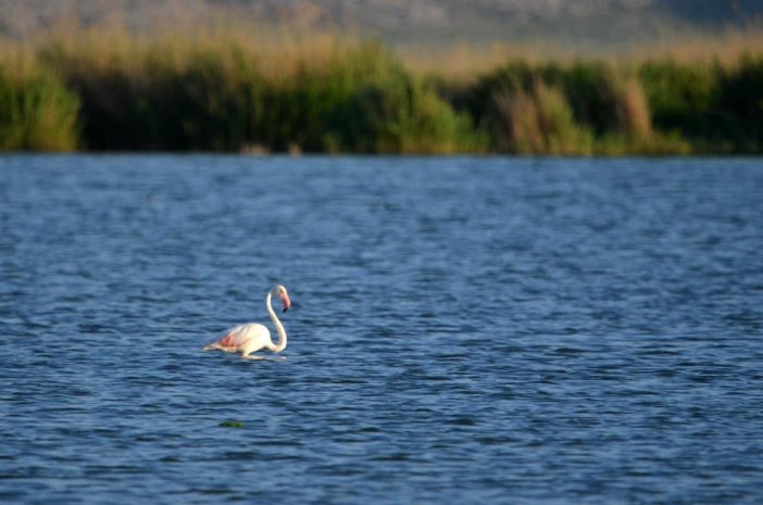 konyanin-doga-harikasi-flamingolarla-ayri-bir-guzellige-burundu.jpg