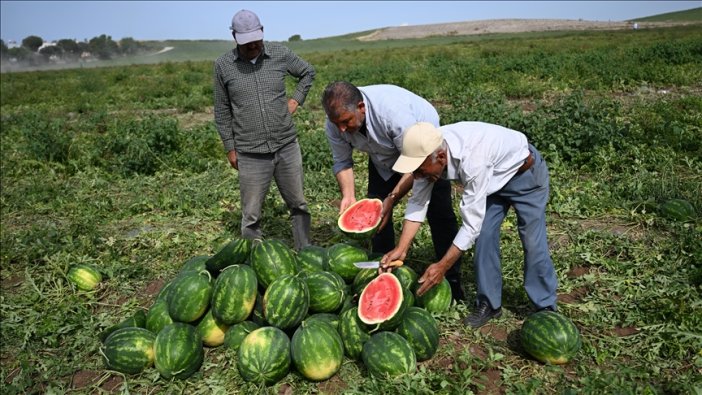 konyali-vali-karpuz-hasadina-katildi.jpg