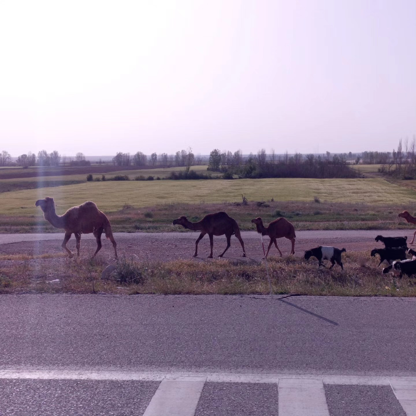 konya-yolunda-deve-kervanini-goren-telefona-sarildi-002.jpeg