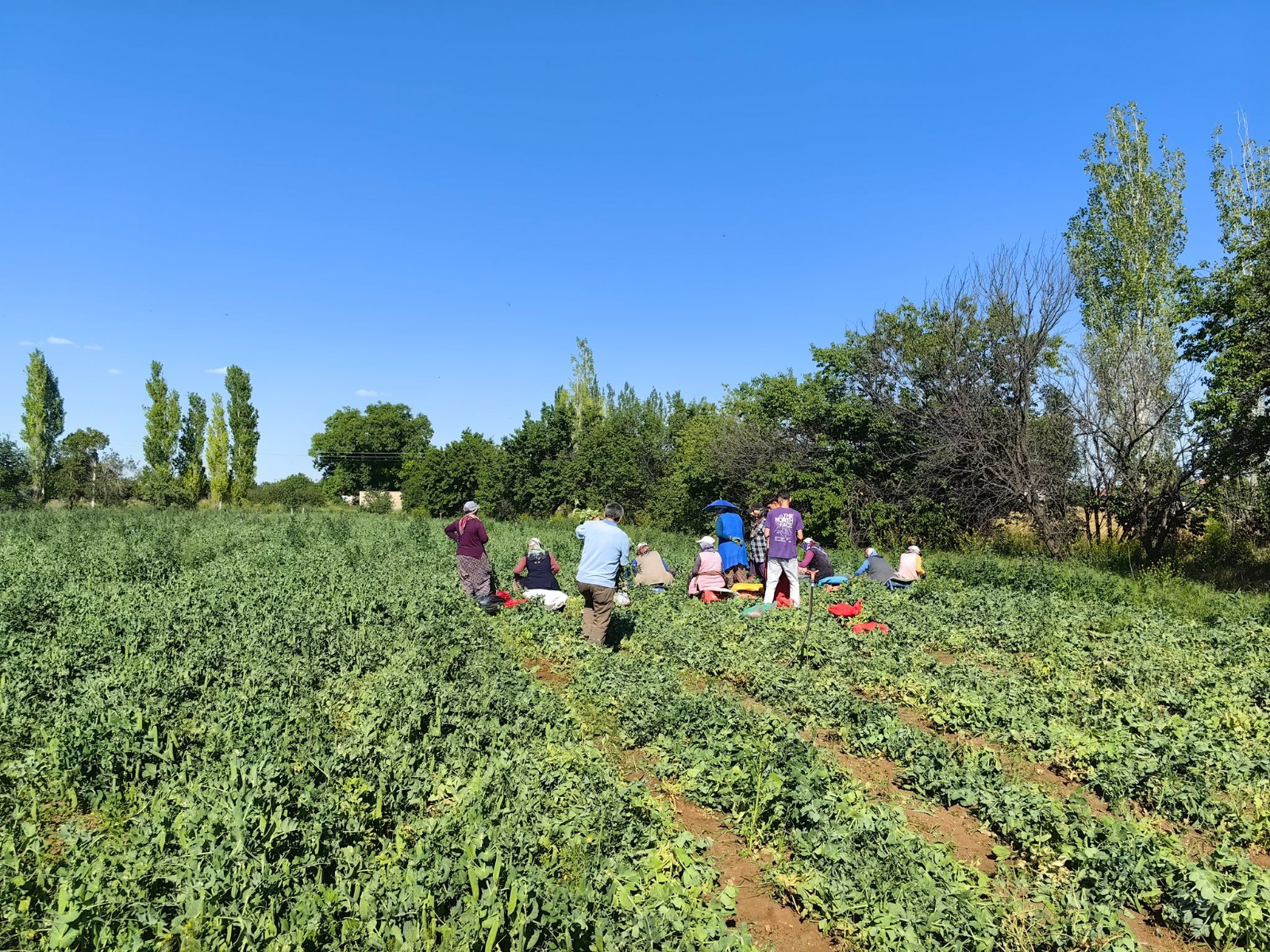 konyada-hasat-zamani-dekardan-400-kilo-verim-aliniyor-001.jpeg