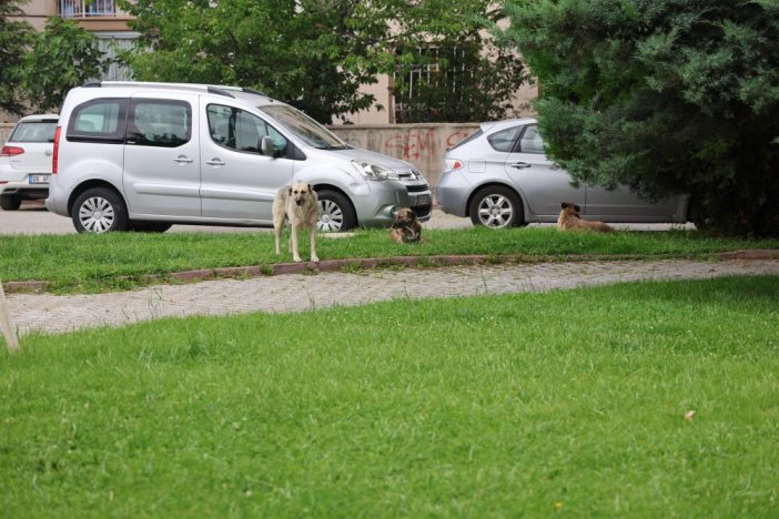 konyada-21-yasindaki-genc-kiz-parkta-kopeklerin-saldirisina-ugradi-002.jpg