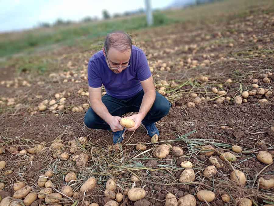 konyada-patates-hasadi-basladi-001.jpg