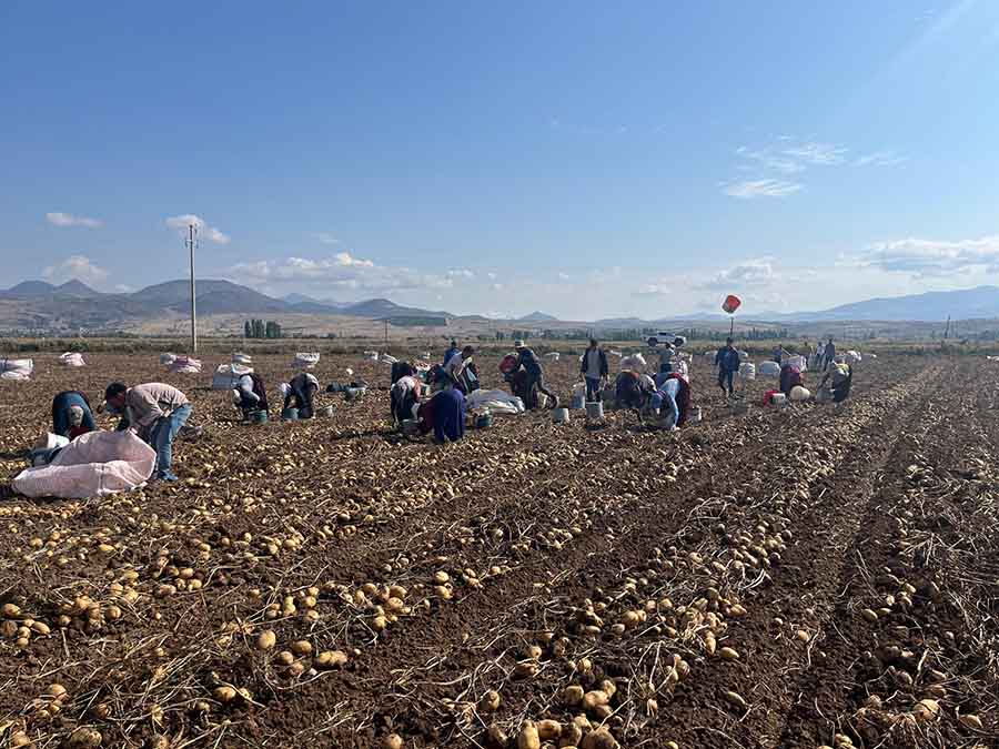 konyada-patates-hasadi-basladi.jpg