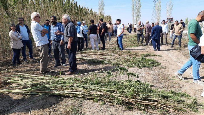 konyada-ilk-kez-ekilen-kenevir-nasil-degerlendiriliyor.jpg