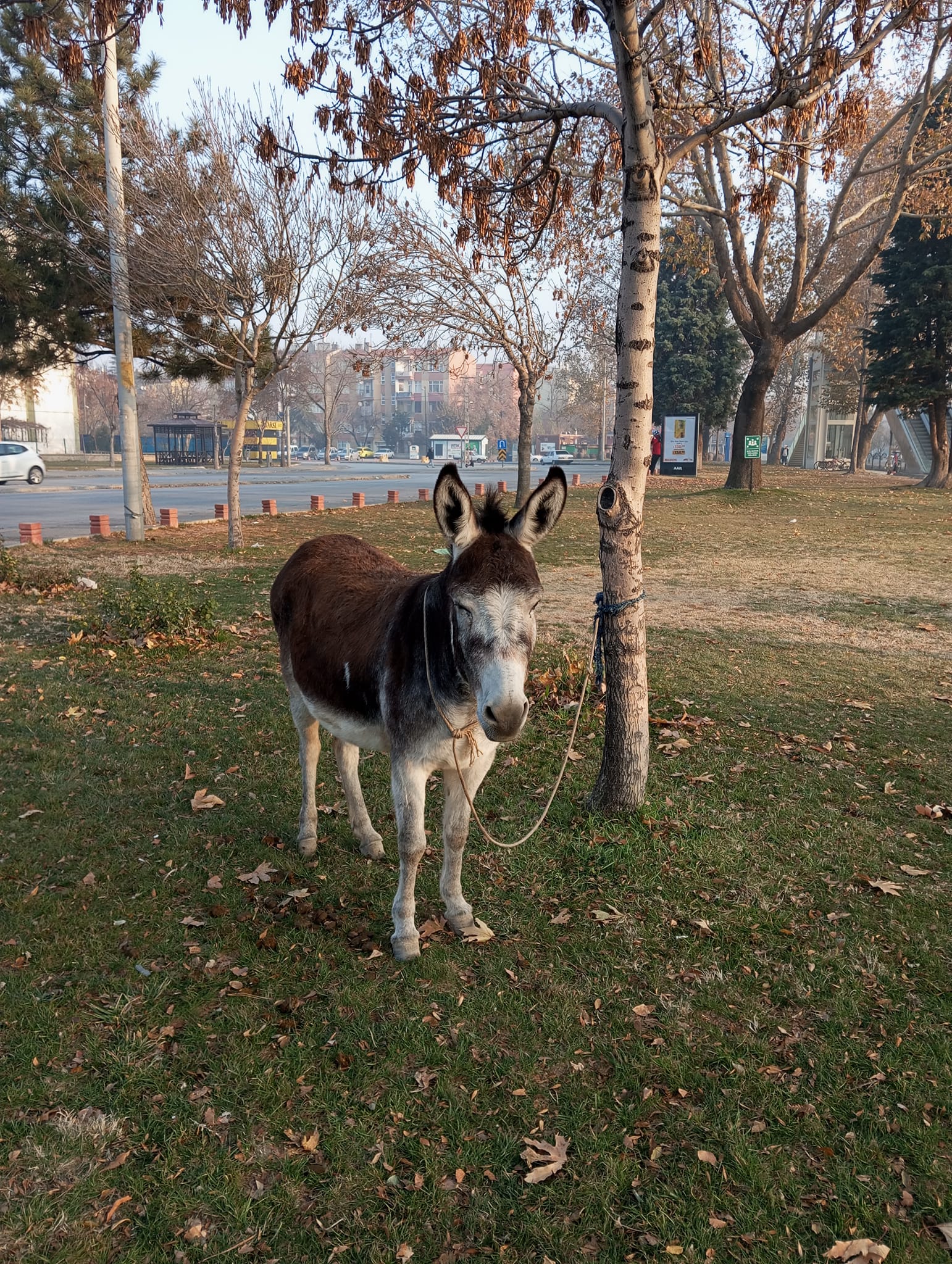 konyada-esek-bulundu-sosyal-medya-bu-ilanla-yikiliyor.jpg