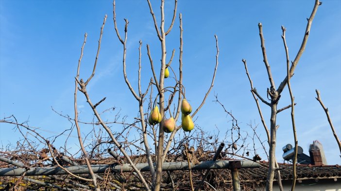 armut-agacinin-aralik-ayinda-da-meyve-verdigini-goren-saskin.jpg