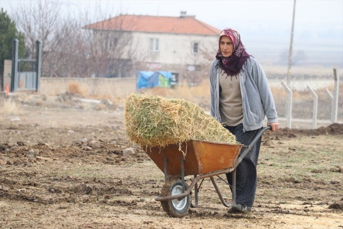 hibeyle-besicilige-basladi-2-yilda-400-koyuna-ulasti.jpg