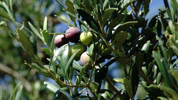 zeytin-uretiminde-cumhuriyet-tarihi-rekoru.jpg