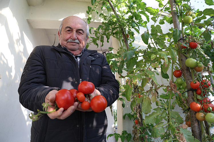 teraslara-sera-kurdu-4-mevsim-organik-tarim-yapiyor.jpg