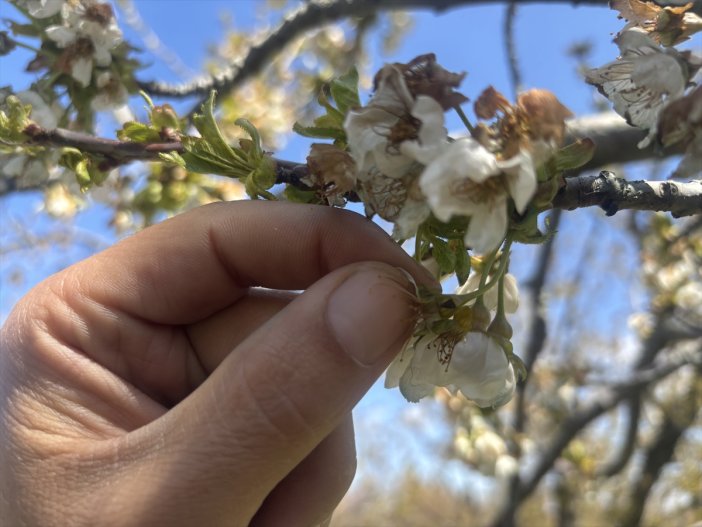 konyada-kiraz-ihracatinin-kalbi-buz-tuttu.jpg