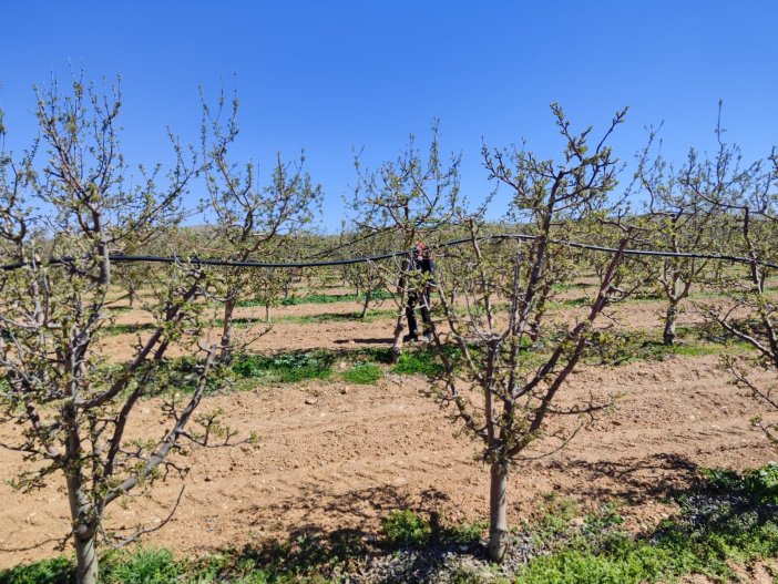 konyanin-cilek-merkezide-zirai-dondan-etkilendi.jpg