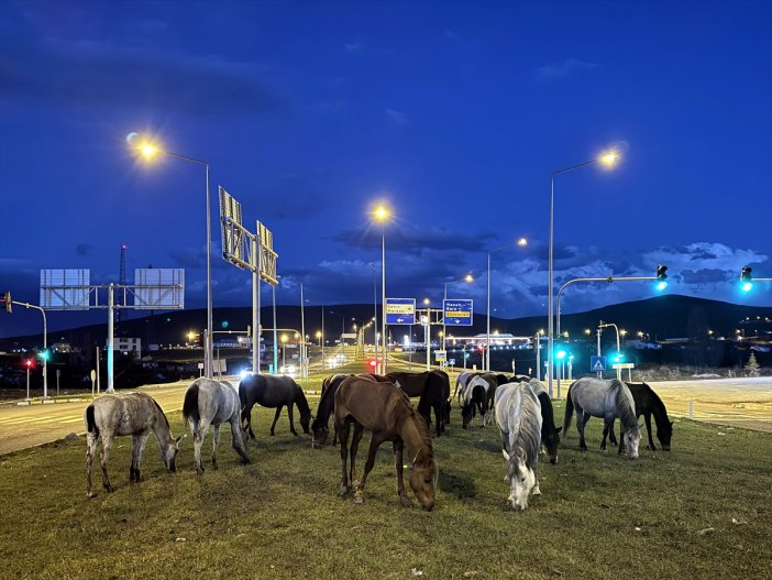 doganin-dengesi-bozuldu-yilki-atlari-kara-yolunda-yiyecek-aradi-001.jpg