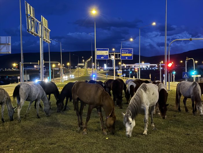 doganin-dengesi-bozuldu-yilki-atlari-kara-yolunda-yiyecek-aradi-002.jpg
