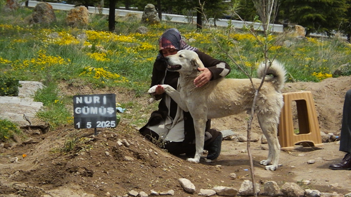 sahibini-kaybeden-kopek-gunlerdir-mezarin-basindan-ayrilmiyor-002.jpg