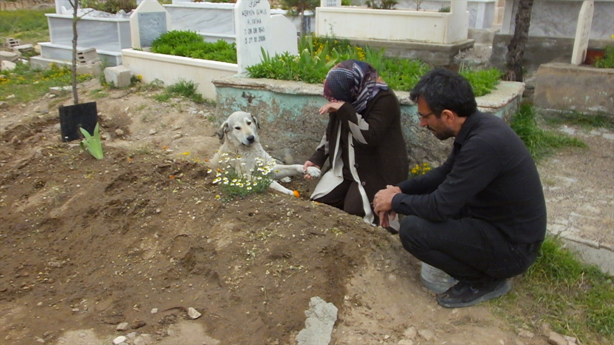 sahibini-kaybeden-kopek-gunlerdir-mezarin-basindan-ayrilmiyor-003.jpg