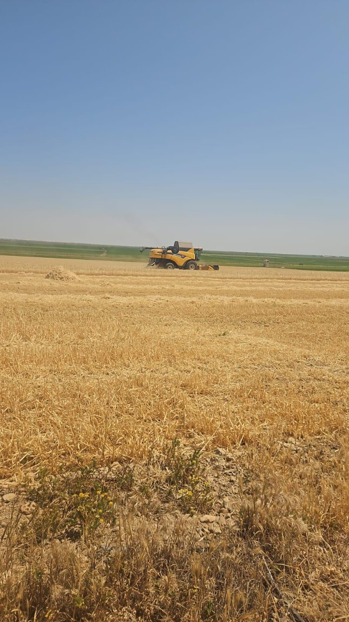 konya-ovasi-kurakliga-direniyor-ilk-hasat-bu-ilcede-yapildi.jpeg