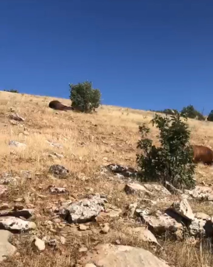 silahla-oldurulmus-halde-7-yilki-ati-bulundu-001.jpg