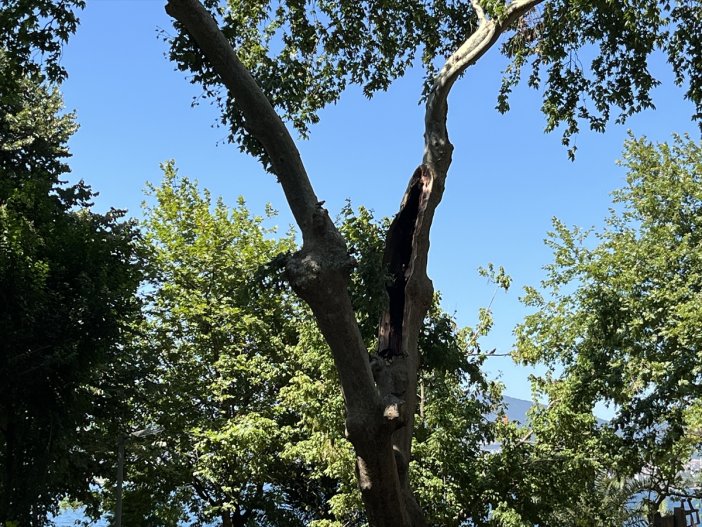 cinar-agacinin-dali-kirildi-1-olu-2-yarali.jpg