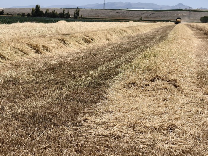 konyada-kuraklik-hububati-vurdu-saman-ciftcinin-umudu-oldu.jpg
