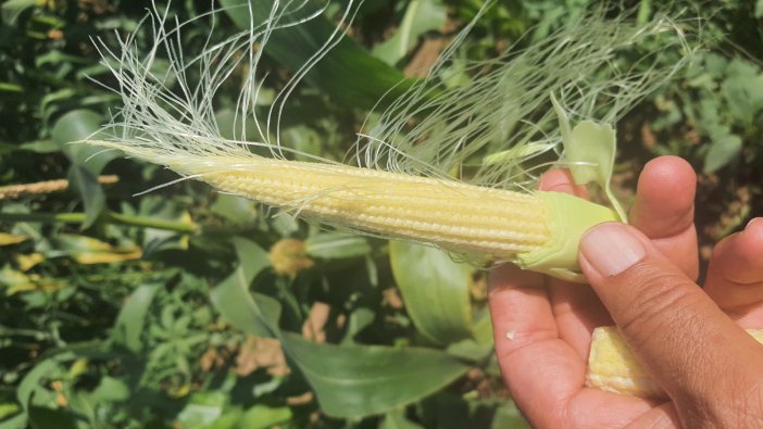 konyanin-devasa-tarlalarinda-baby-corn-zamani.jpeg