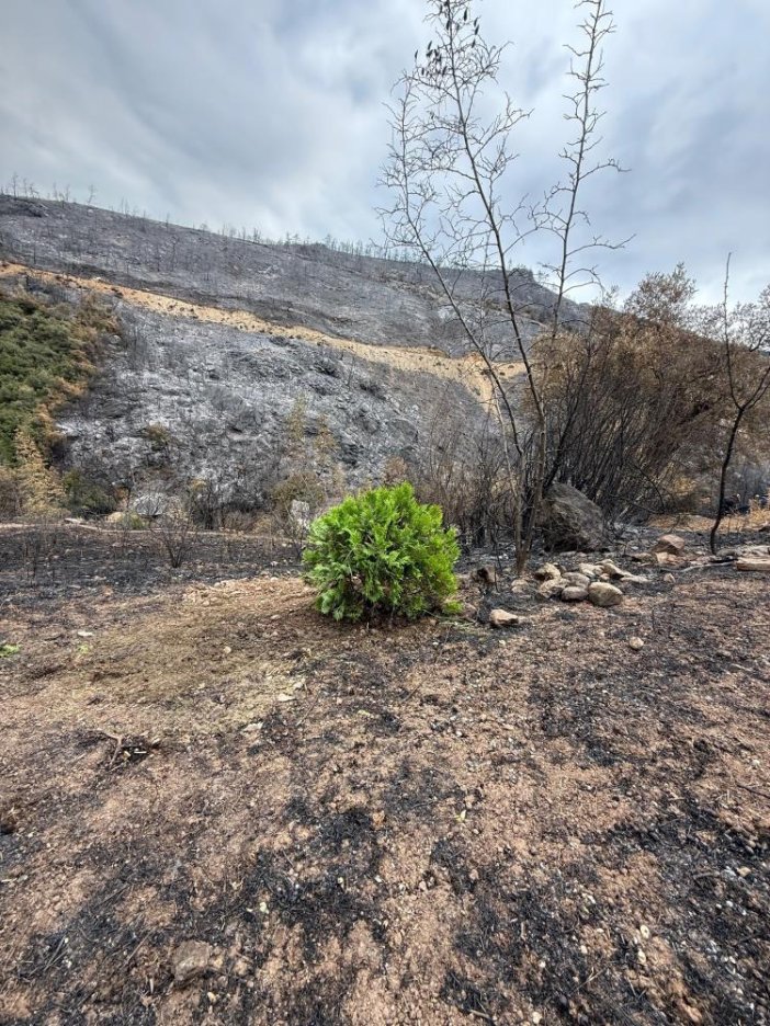 alevlere-teslim-olan-orman-kullerinden-yeniden-dogdu.jpg