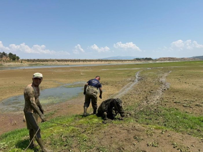 katirlarini-kurtarmak-isterken-canindan-oluyordu.jpg