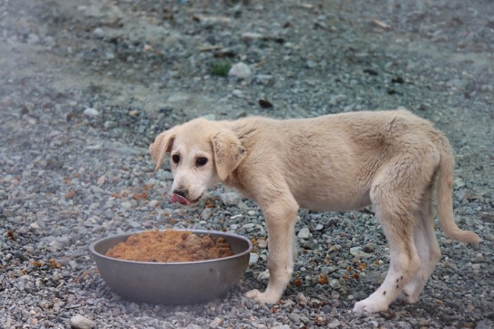 atik-gidalar-sokak-hayvanlarina-umut-oluyor.jpg