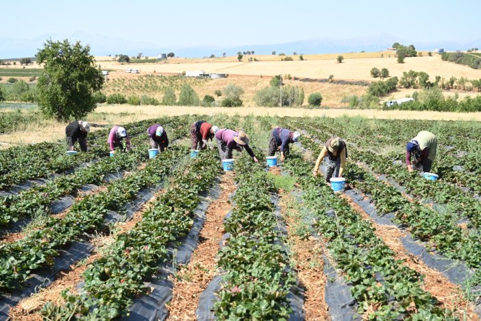 gecen-yil-cilekte-turkiye-3uncusu-konyada-hasat-basladi-001.jpg